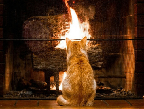 outdoormagic:  Kosmo is Fascinated by the fireplace by Stephen Robinson