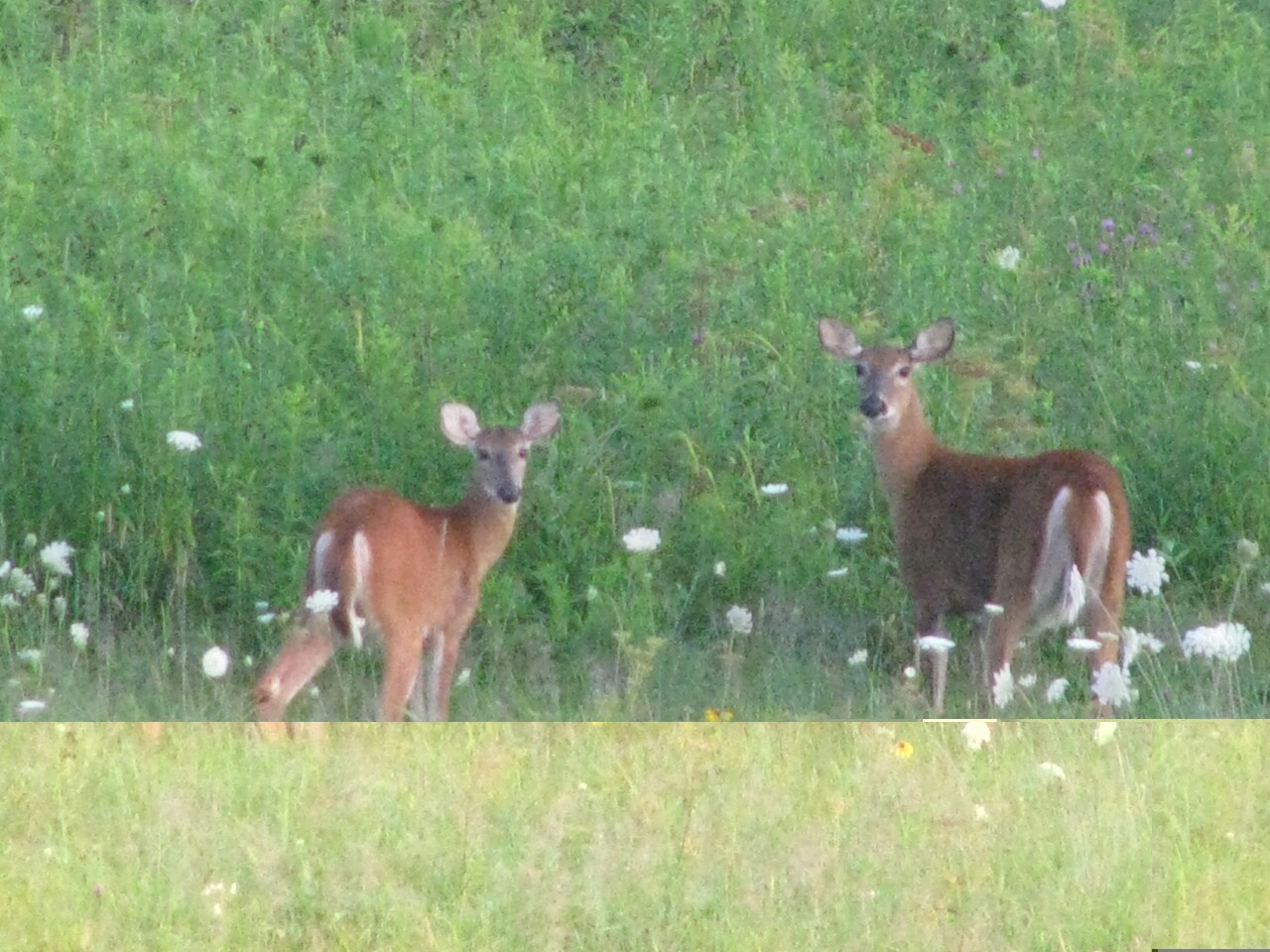 Some friends are visiting. 
