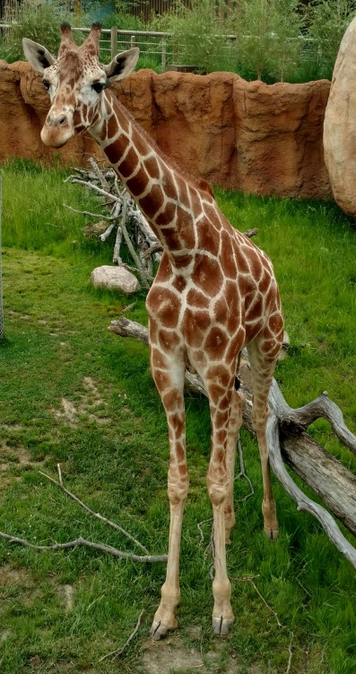 Started my second season as a zoo educator- so I spent my afternoon feeding and talking about my fav