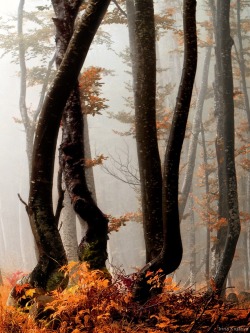 bluepueblo:  Misty, The Enchanted Wood photo via splendif 