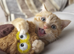 awwww-cute:  Oliver and his “crinkly owl”