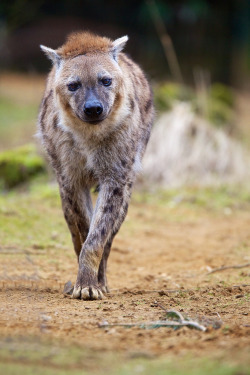 fuck-yeah-hyenas: Hyena III by generalstussnerI