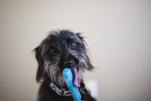 professionalcat:  nerobetch:  tempurafriedhappiness:  Here are some dogs enjoying Popsicles.   This is the kind of quality content i want on my blog  @nsarararara 