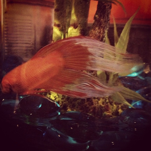 daughterofmayhem:  Darryl is all clean! #betta #fish #orange #white #darryl