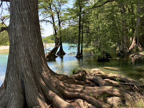 Baldcypress (Taxodium distichum) along the banks of the Rio Frio, Uvalde County, Texas.