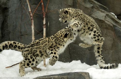catsbeaversandducks: Kung Fu Cub Twins The playfighting moves of these two snow leopard cubs show wh