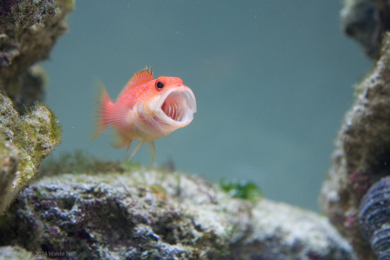 earthlynation:  (via 500px / Miniatus Grouper by Waldo Nell)