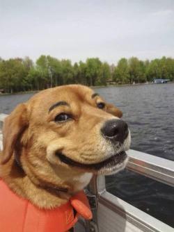 katastrophica:  Dogs make the funniest faces