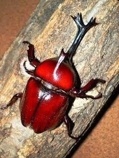 Allomyrina Dichotoma, Also Known As The Japanese Rhinoceros Beetle Or Japanese Horned Beetle, Is A Species