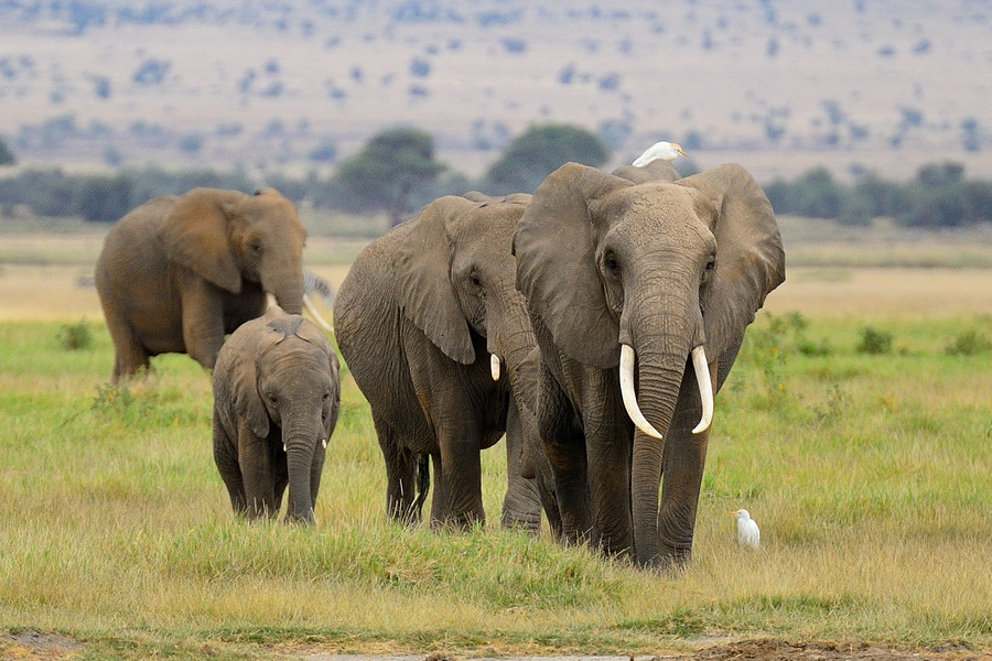 50bestphotos:  Elephants and Birds by headhuge66 http://ift.tt/1moiHVp