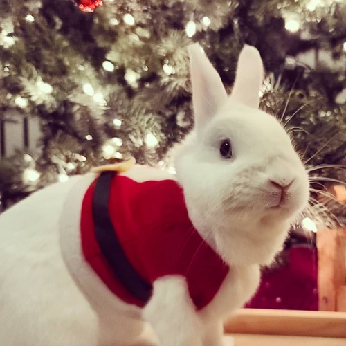 Hope every bunny is excited for Christmas as Protein is!#xmas #holiday #bunniesoftheworld #bunniesta