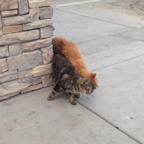 haverchuckyou:i saw these little guys at the gas station today & they were practically glued at 