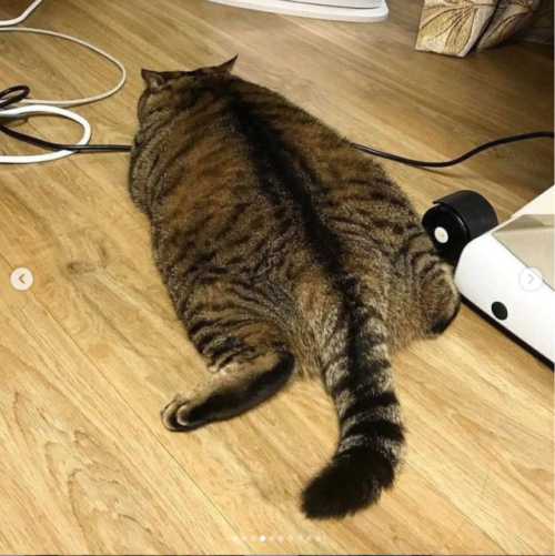 justcatposts:I’m not fat, i’m cute 😝