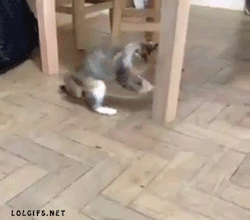 sofunnygifs:  This cat sums up how every