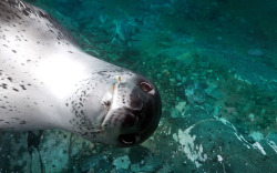 awwww-cute:  Seals “photobomb” underwater