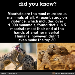 did-you-kno:  Meerkats are the most murderous