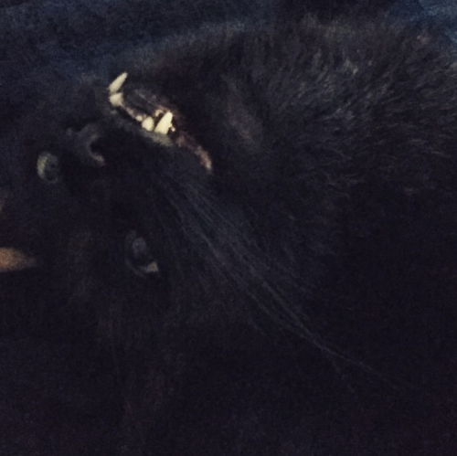 kevin-is-kawaii: This cat is too precious LOOK GUYS, IT&rsquo;S ANOTHER TEETHY BLACK CAT