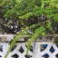 littledove1292