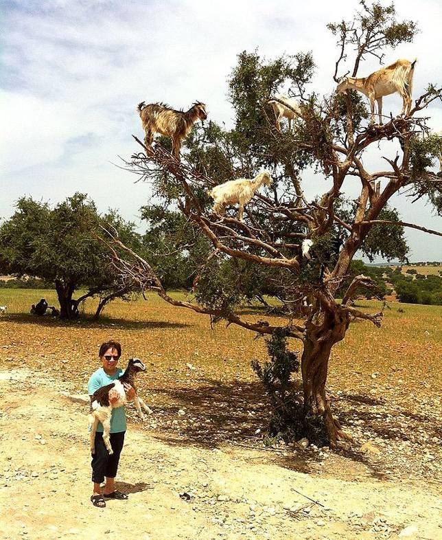 mothernaturenetwork:  Goats really can climb treesNo, your eyes aren’t deceiving