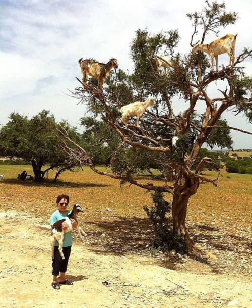 mothernaturenetwork:  Goats really can climb treesNo, your eyes aren’t deceiving you. These goats are balancing themselves on thin tree branches.  I’m pretty sure it’s a goat tree and that dude just picked one