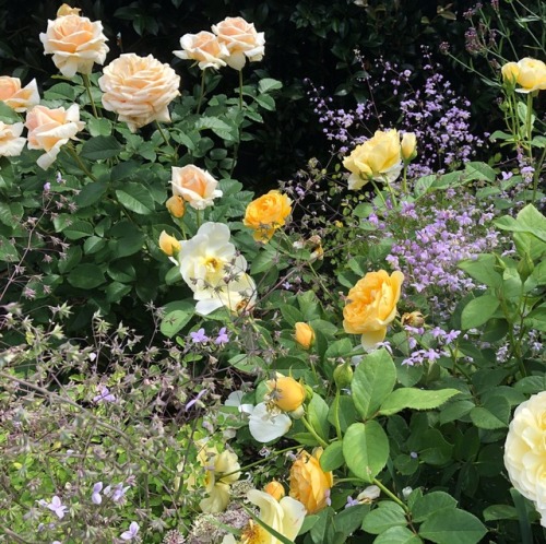 purrfectpeach: Some pretty flowers from Lorde’s instagram, I love her!✨