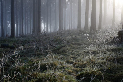 Feldberg forest mists by Martin Bartosch on Flickr.