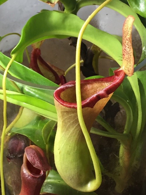 cravethosephotons:Photos Taken: 17-December-2019Nepenthes x briggsianaA newer pitcher on this plant 