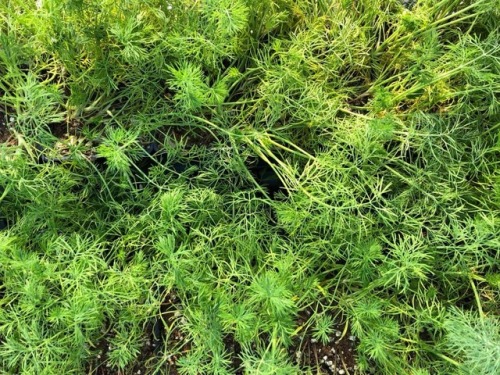 100% USDA Organic Certified Dill!