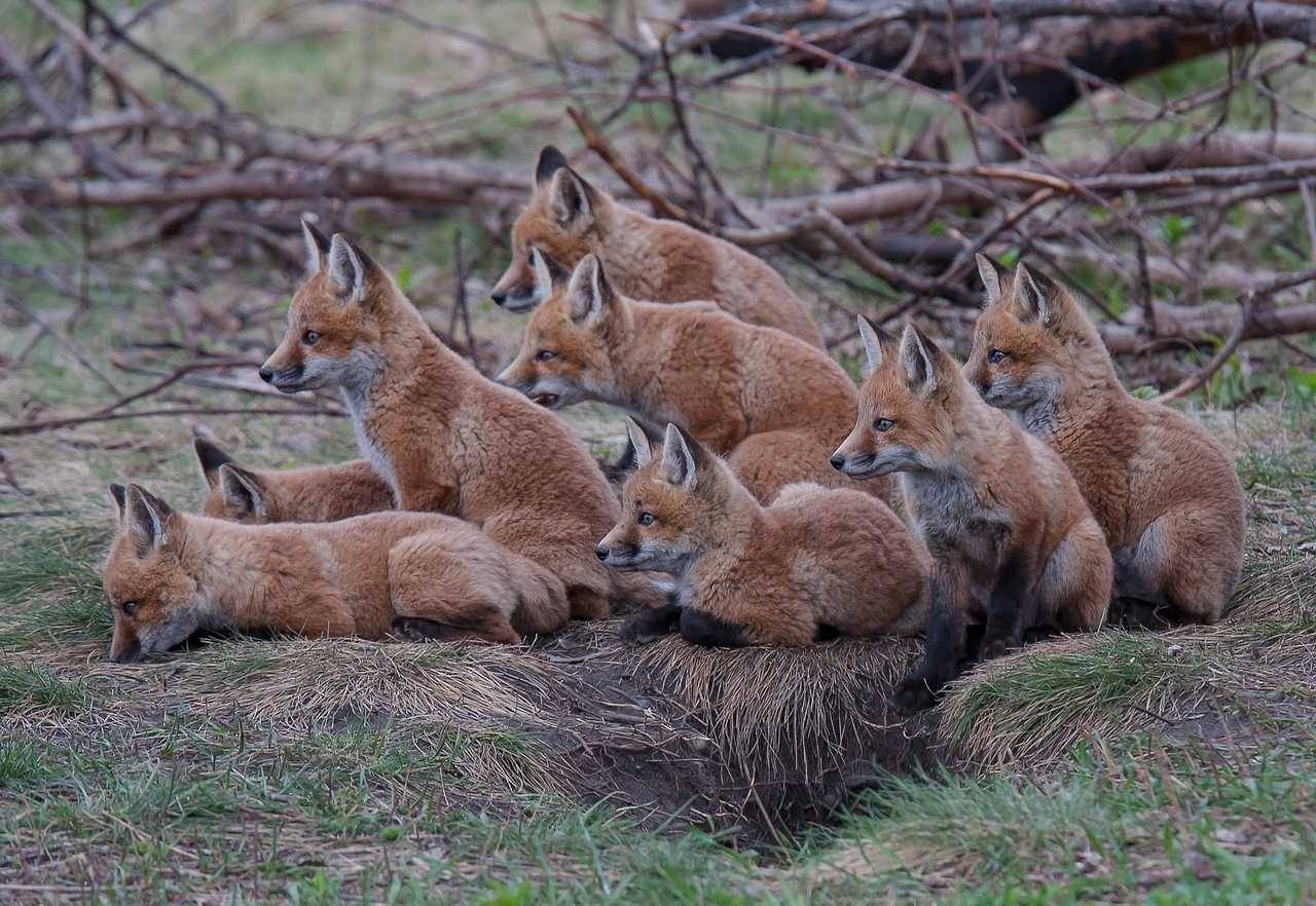 Many fox. Популяция лисы. Лисьи гнезда. Лиса в гнезде. Гнездо лисы.