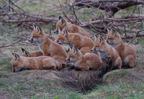 Oh hey, I was looking for those. I was wondering why they weren’t in my house. (Yes I own 8 foxes) (