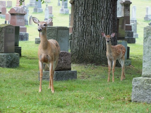 Deers In Cemeteries 🦌 