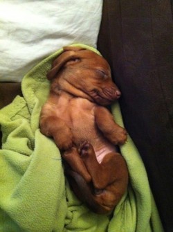 sleepingpuppy:  Tiny dachshund pup. 