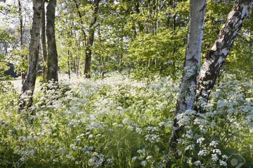 pagewoman:Birch trees and Cow parsley by colette2