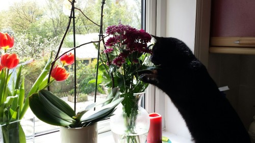 My cat is a precious little fuzz shadow who likes to touch plants. (His sincere expression in the la