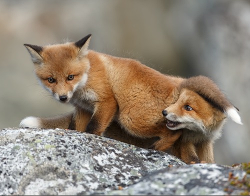 beautiful-wildlife:  Fox with Cossack Hat by  Gabi Marklein