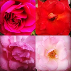 Roses 🌹  (at Hacienda Pèrez-Garcia) https://www.instagram.com/p/BpJkJH-AFy0/?utm_source=ig_tumblr_share&amp;igshid=bwn5cw1ehsxp