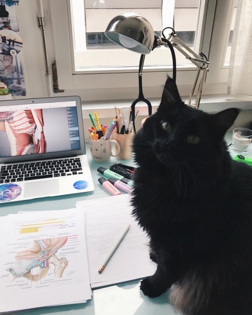 anatomyandcappuccini: My little study buddy♥️