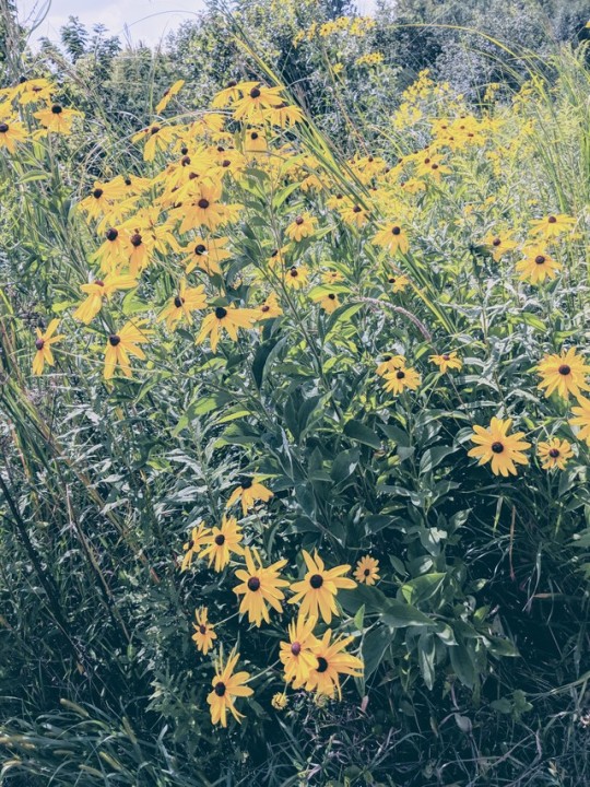 haiikyo:  lots of yellow on my bike ride this morning 🌻