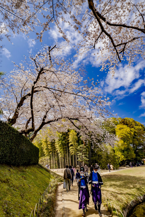 桜の園