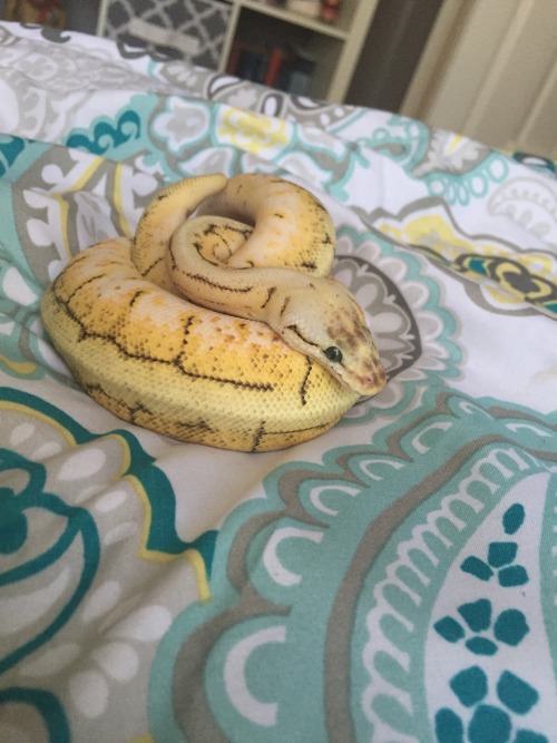 rate-my-reptile: blackthornbadgers: When Echo is pouting because it’s not food day Oh No, oh