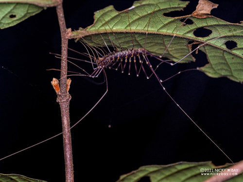 onenicebugperday:House centipedes in the family ScutigeridaePhotos by Nicky Bay // Website // Facebo