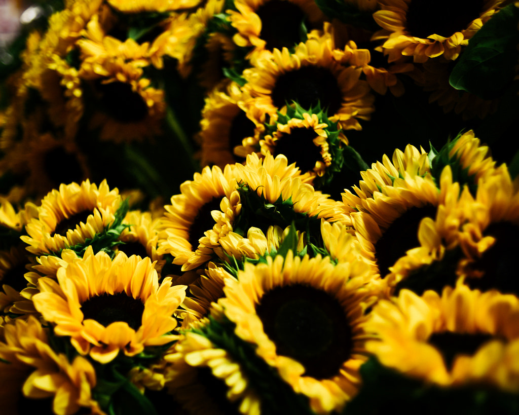 floralls:  sunflowers by Joel Zimmer 