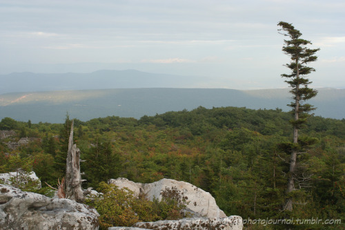 appalachianphotojournal:Storm on the Mountain: Dolly Sods, West Virginia (September 2006)What makes 