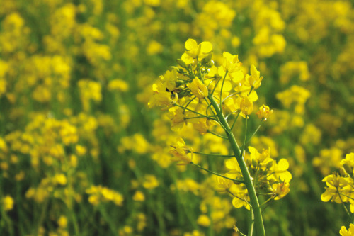 Brassica napus.