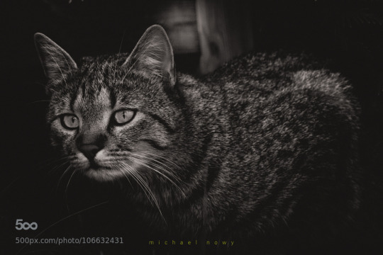 Jemima by michaelnowy
