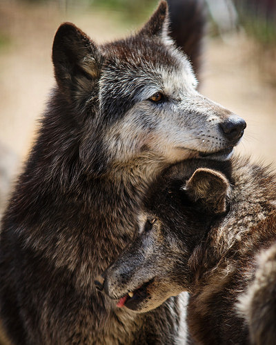 lonestray:  Mates | Wolf Sanctuary of PA By K.D.C.