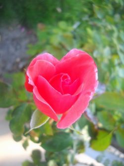 flowersgardenlove:  Rose heart Beautiful