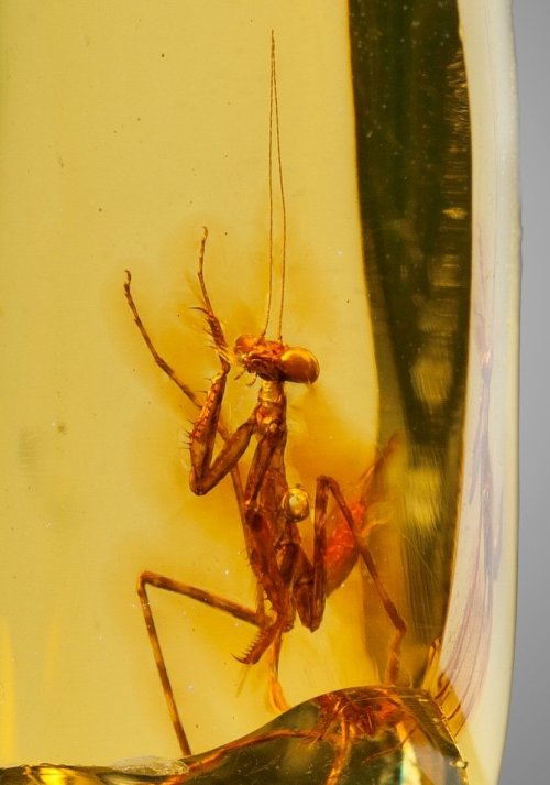 bijoux-et-mineraux:Praying Mantis in Amber (Hymenaea protera, Oligocene) - Dominican Republic