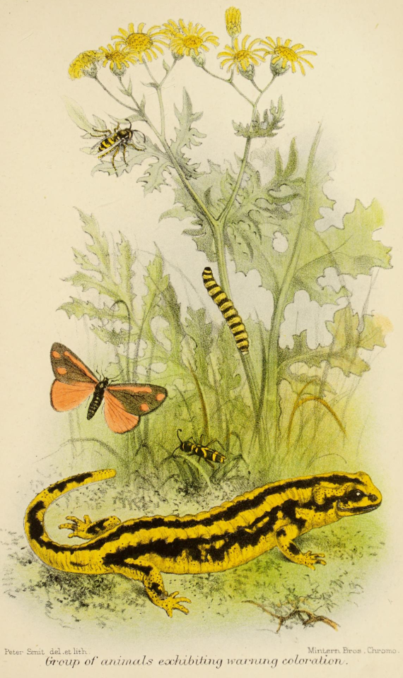 Animal Coloration: An Account Of The Principal Facts And Theories Relating To The Colors And Markings