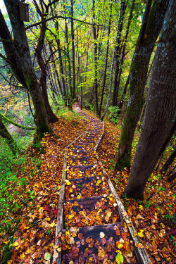 bluepueblo:  Autumn Path, Lithuania photo